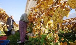 Sarıgöl’de kadın işçi yevmiyeleri 100 TL zamlandı