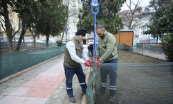 Kuru peyzaj çalışmasına son hız devam