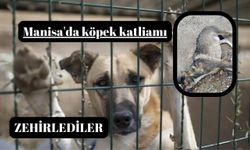 Manisa'da köpek katliamı