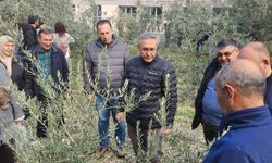 Uygulamalı zeytin budamayı öğrendiler