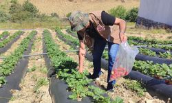 Manisa'da üreticilere yasaklı madde uyarısı