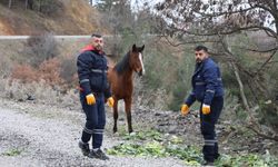 Şehzadeler Belediyesi'nden yılkı atlarına kış desteği