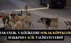 Bakanlık, valiliklere sokak köpekleri hakkında acil talimatı verdi