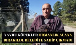 Yavru köpekler ormanlık alana bırakıldı, Belediye sahip çıkmadı