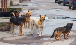 Sokak köpekleri korkutmaya devam ediyor: 6 yaşındaki çocuğa saldırdı