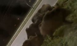 Afyonkarahisar’da şehir merkezinde domuz sürüsü görüldü