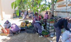Sarıgöl’de bağ yaprağı sezonu açıldı
