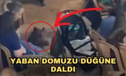 Yaban domuzu düğüne daldı