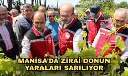 Manisa’da zirai donun yaraları sarılıyor