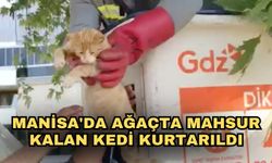 Manisa'da ağaçta mahsur kalan kedi kurtarıldı