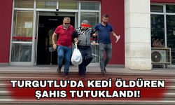 Turgutlu'da kedi öldüren şahıs tutuklandı!