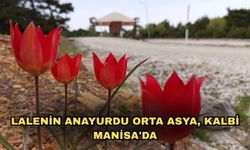 Lalenin anayurdu Orta Asya, kalbi Manisa'da