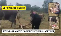 Büyükbaş hayvanın doğumunu jandarma yaptırdı