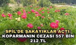 Spil'de şakayıklar açtı: Koparmanın cezası 557 bin 212 TL