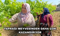 Yaprağı meyvesinden daha çok kazandırıyor