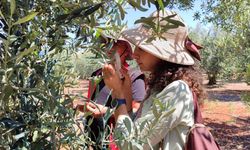 Salihli’de ‘zeytin güvesi’ alarmı