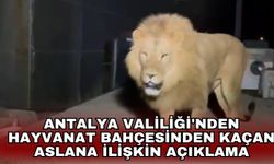 Antalya Valiliği'nden hayvanat bahçesinden kaçan aslana ilişkin açıklama