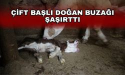 Çift başlı doğan buzağı şaşırttı