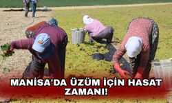 Manisa'da üzüm için hasat zamanı!