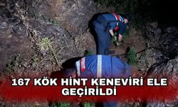 167 kök Hint keneviri ele geçirildi