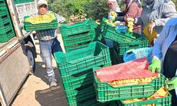 Sarıgöl'de üzüm hasadı aralıksız devam ediyor