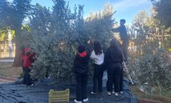 Öğrenciler zeytin hasadıyla üretim bilincini öğreniyor
