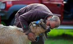 3 keçisini kurtlar yiyen yaşlı adam, mahsur kaldığı uçurumdan kurtarılan son keçisine sarılıp doyasıya öptü