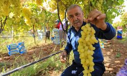 Sarıgöl'de üzüm fiyatları dibe vurdu