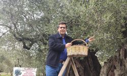 Dünya zeytin ağacı günü Manisa’da buruk geçti