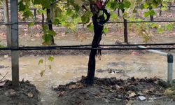 Sarıgöl’de özlenen yağışlar çiftçinin yüzünü güldürdü