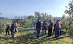 Salihli’de ücretsiz zeytin budama kursu başlıyor