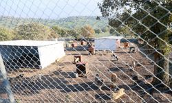 Yunusemre’de sokak hayvanlarına örnek yaşam merkezi