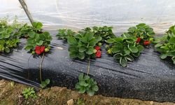 Köprübaşı'nda kış çileği 200 TL'den alıcı buluyor