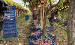 Sarıgöl’de üzüm hasadı devam ediyor