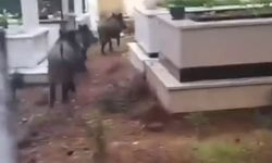 Muğla'da domuz istilası sürüyor: "Yeni adres mezarlıklar"