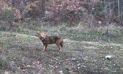 Vaşak ve yavrusu ile kurt, fotokapana yansıdı