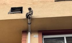 Mahsur kalan kedi için yatak taşıyıp battaniye gerdiler