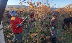 Üzüm bağlarında kadın istihdamı artıyor