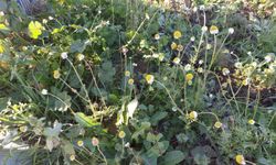 Sarıgöl’de zemheri papatyaları açtı