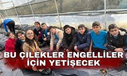 Bu çilekler engelliler için yetişecek