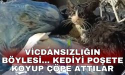 Vicdansızlığın böylesi... Kediyi poşete koyup çöpe attılar