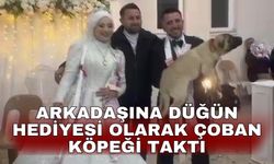 Arkadaşına düğün hediyesi olarak çoban köpeği taktı
