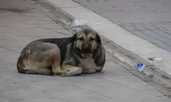 Manisa'da “Sahipsiz Köpek İhbar Hattı" hamlesi