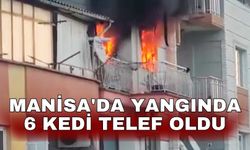 Manisa'da yangında 6 kedi telef oldu