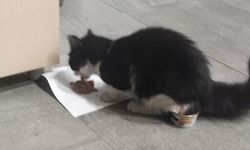 Salihli'de çatıda mahsur kalan kedi kurtarıldı