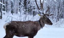 Karların arasında süzülen kızıl geyik havadan görüntülendi