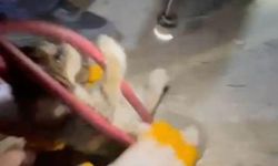 Su pompası deliğine düşen yavru kediyi itfaiye kurtardı