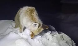 Aşırı soğuktan ayakta donan tilki kamerada