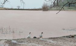 Spil'de kuruyan Sülüklü Göl yeniden canlandı