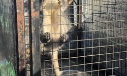 Aydın'da ruhsatsız silah ve maymun ele geçirildi